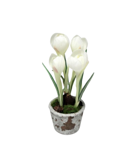 Potted Crocus   White
