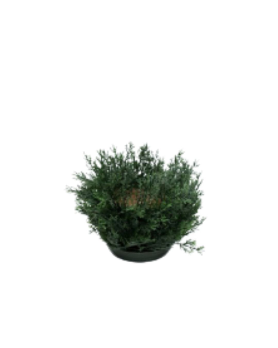 Pine Round for pot 15cm