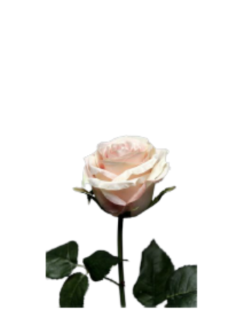 Rose Soft Pink 54cm