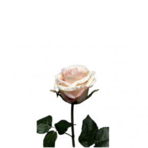 Rose Soft Pink 54cm