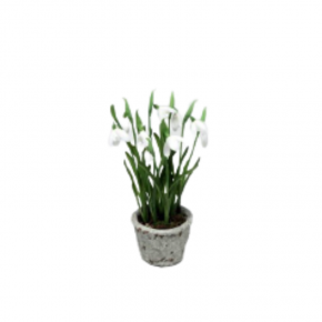 Potted Snowdrop   White