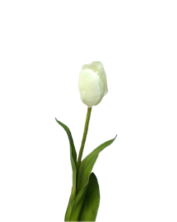 Tulip Cream 65cm