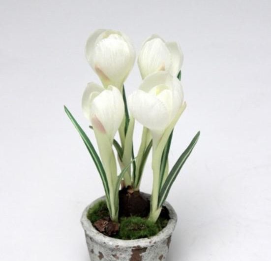 Potted Crocus   White