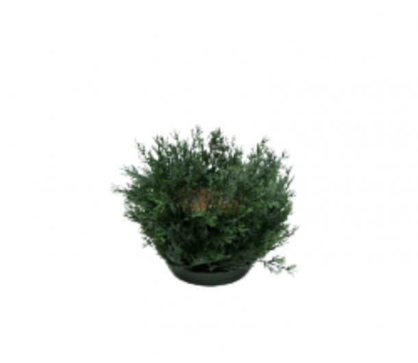 Pine Round for pot 15cm