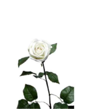 Rose White 81cm