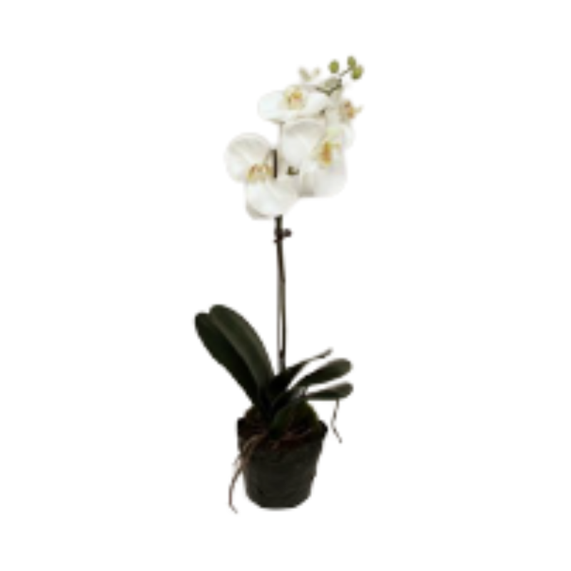 Orchid in Soil 65cm