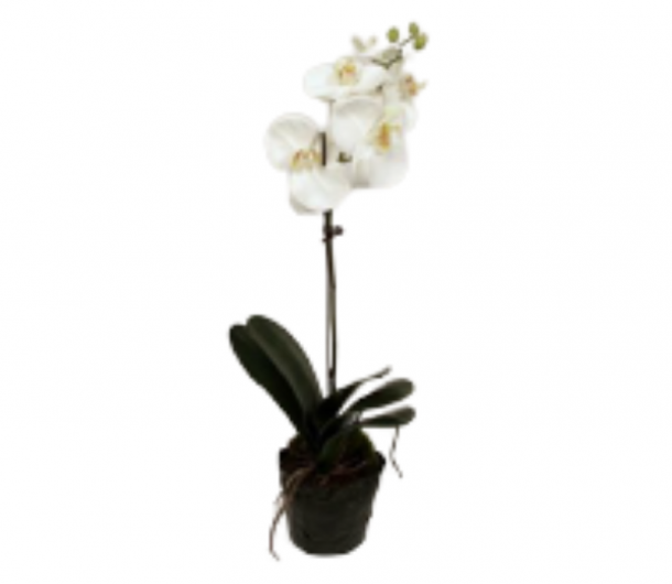 Orchid in Soil 65cm
