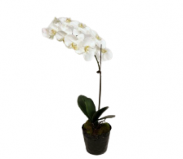 Orchid in Soil 68cm